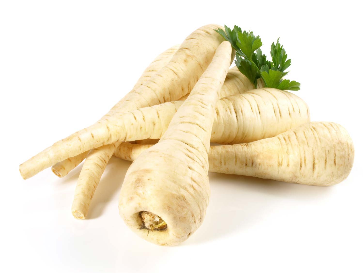 Pastinaken aus der Region Eferding 4 Stück Pastinaken auf weißem Untergrund